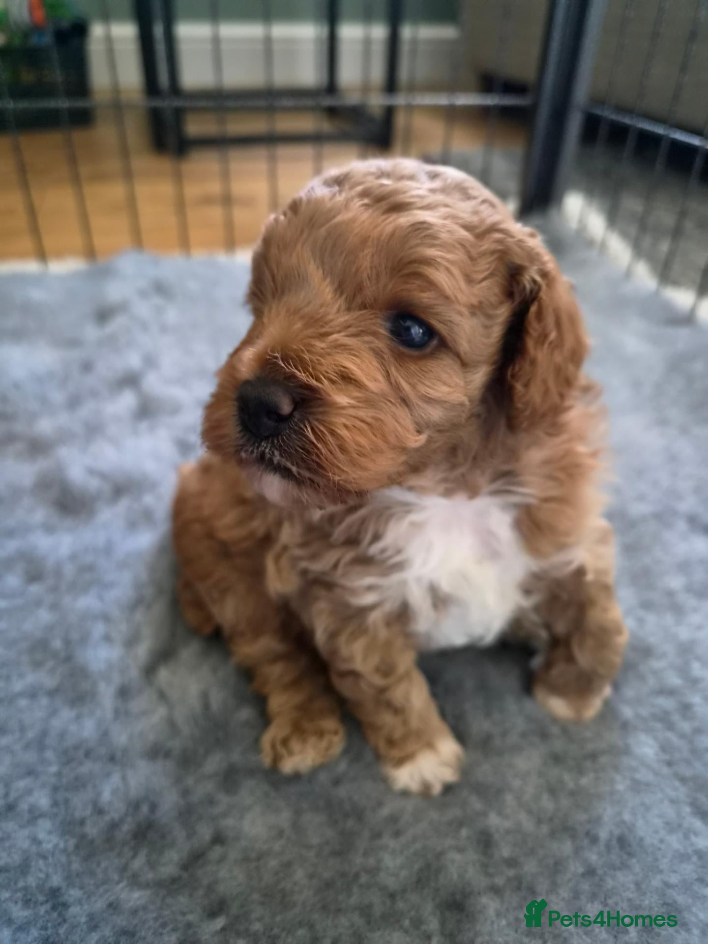 Cockapoo dogs Adorable Fox Red Cockapoo Pups Ready 17th October - Advert 2