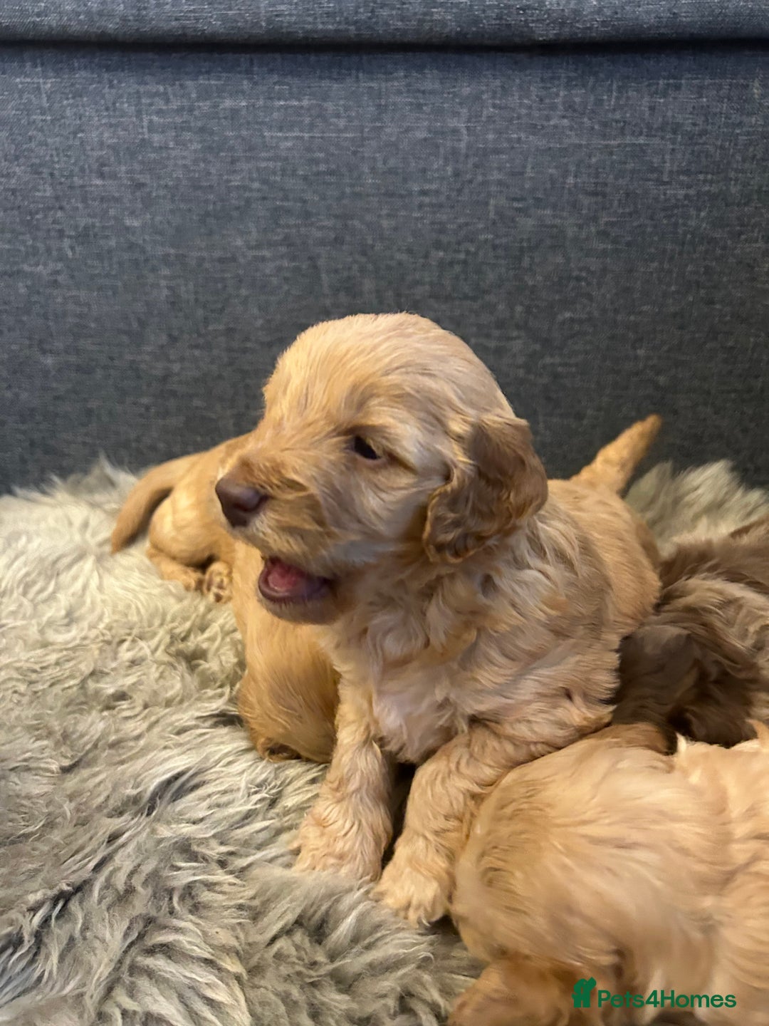 Cockapoo dogs for sale: 5 adorable cockapoo puppies  - Advert 24