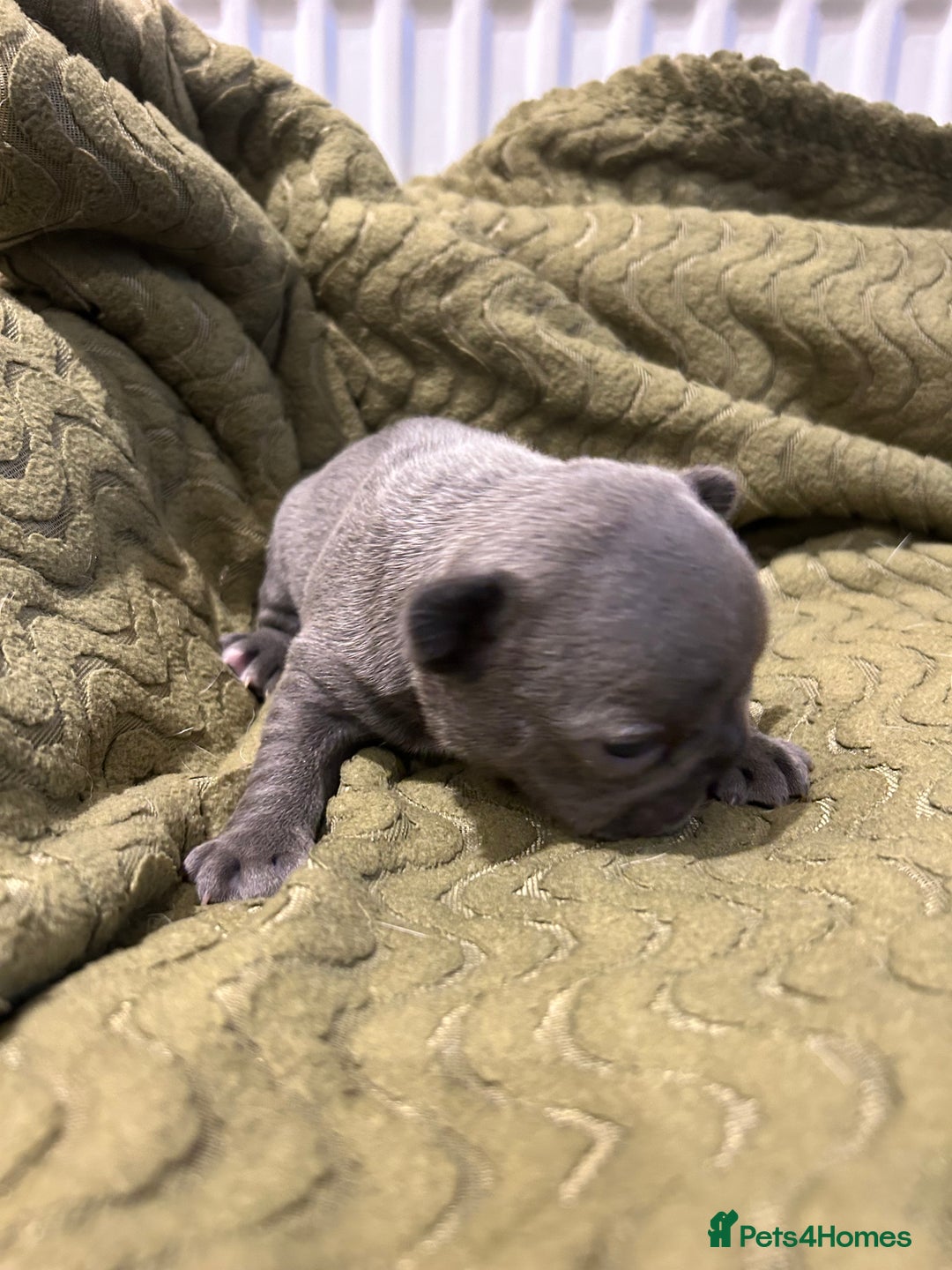 French Bulldog dogs for sale: 4 French bulldogs 2 fluffy - Image 7