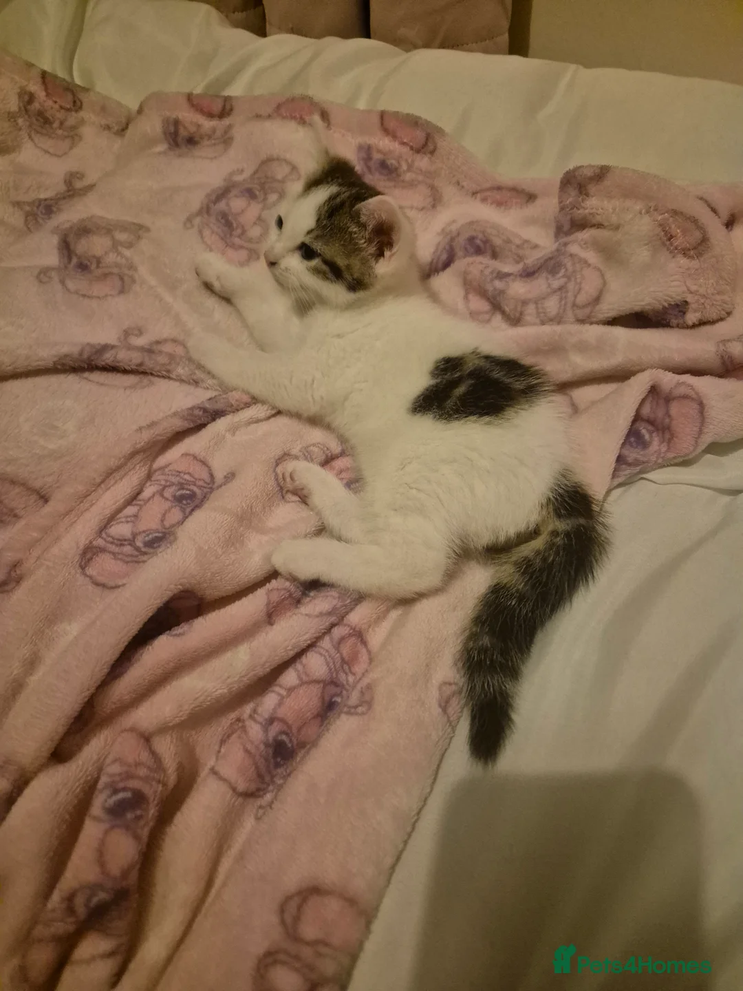 Domestic Shorthair cats for sale: the cat is looking for new owners - Advert 4