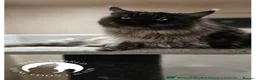 Maine Coon cats for sale: Beautiful XL Russian maine coon litter🌷✨ in Preston - Advert 2
