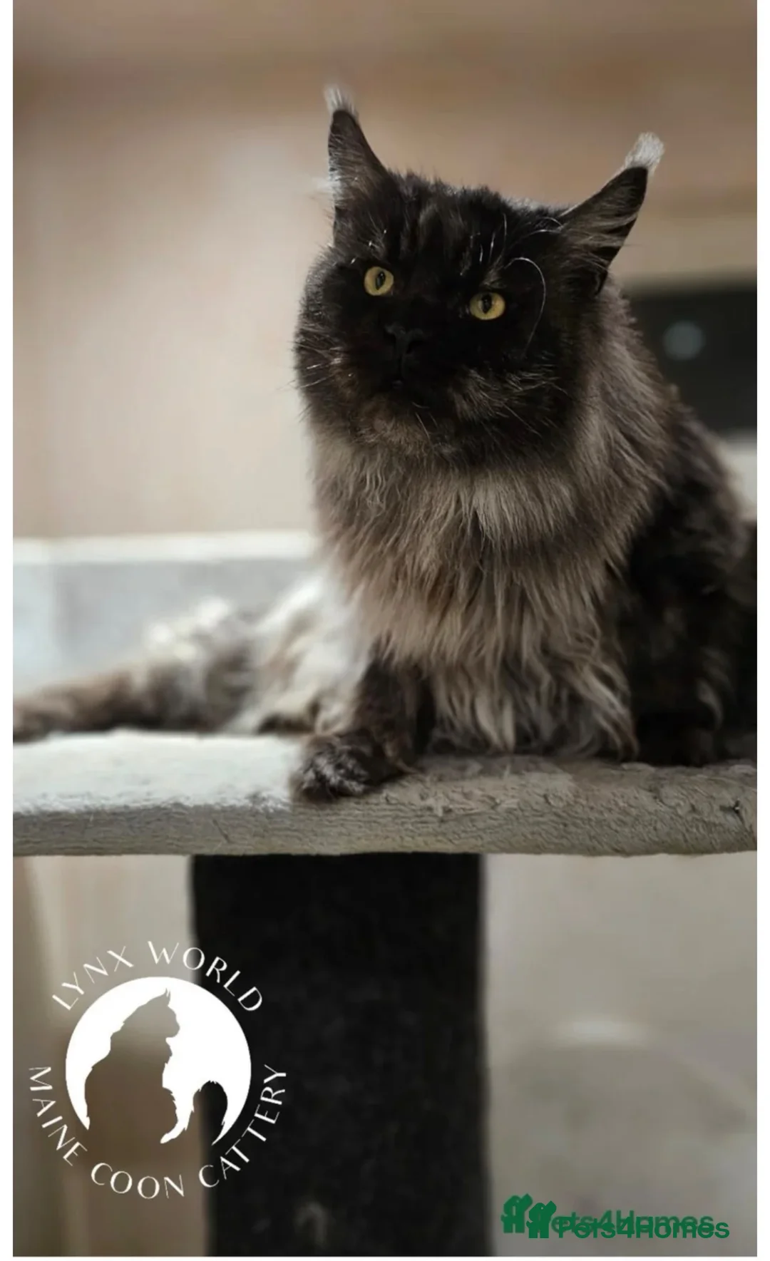 Maine Coon cats for sale: Beautiful XL Russian maine coon litter🌷✨ in Preston - Advert 2