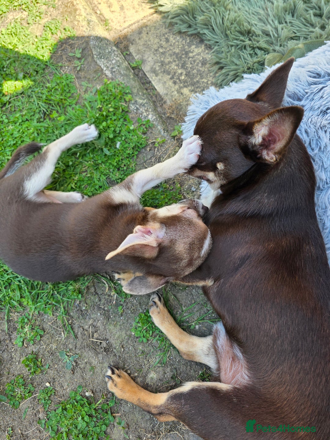 Chihuahua dogs for sale: BOY  Ready To Go✔️ in Basildon - Image 10