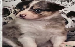 Border Collie dogs for sale: Unique blue eyed blue merle border collie puppies - Image 15