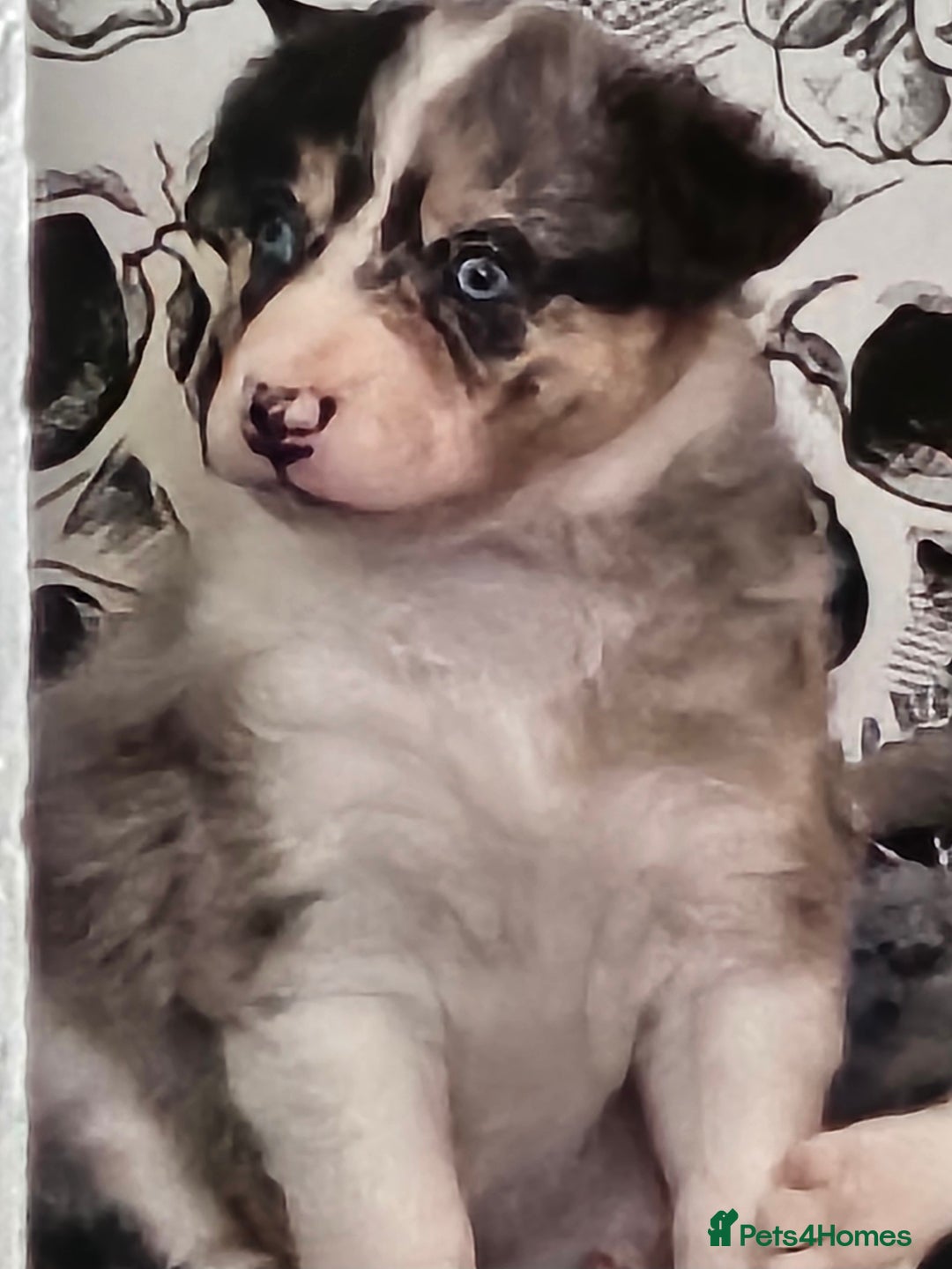 Border Collie dogs for sale: Unique blue eyed blue merle border collie puppies - Image 15