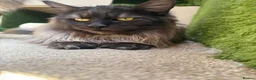 Maine Coon cats for sale: Beautiful Black Smoke Boy in London - Advert 4