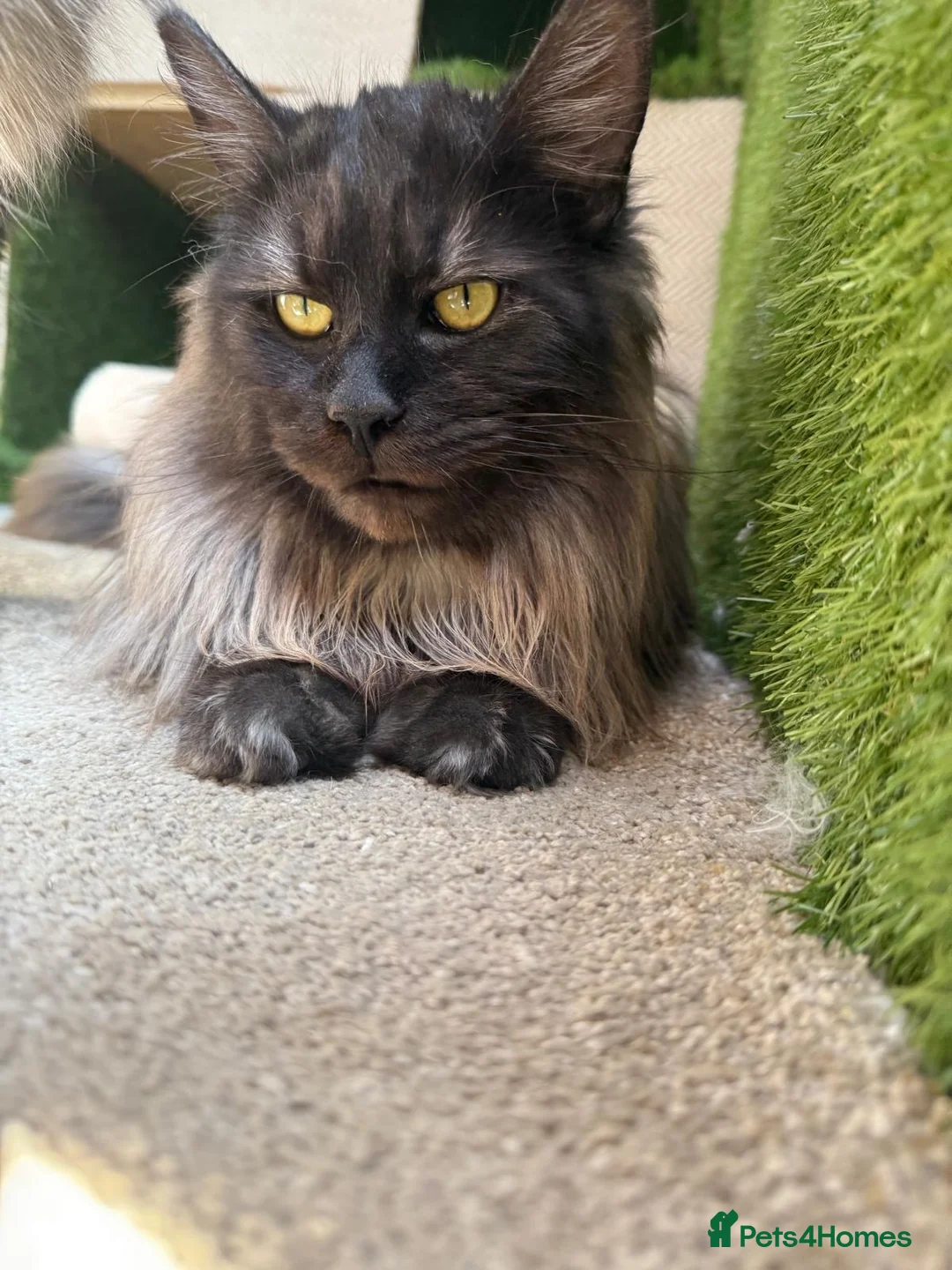 Maine Coon cats for sale: Beautiful Black Smoke Boy in London - Advert 4