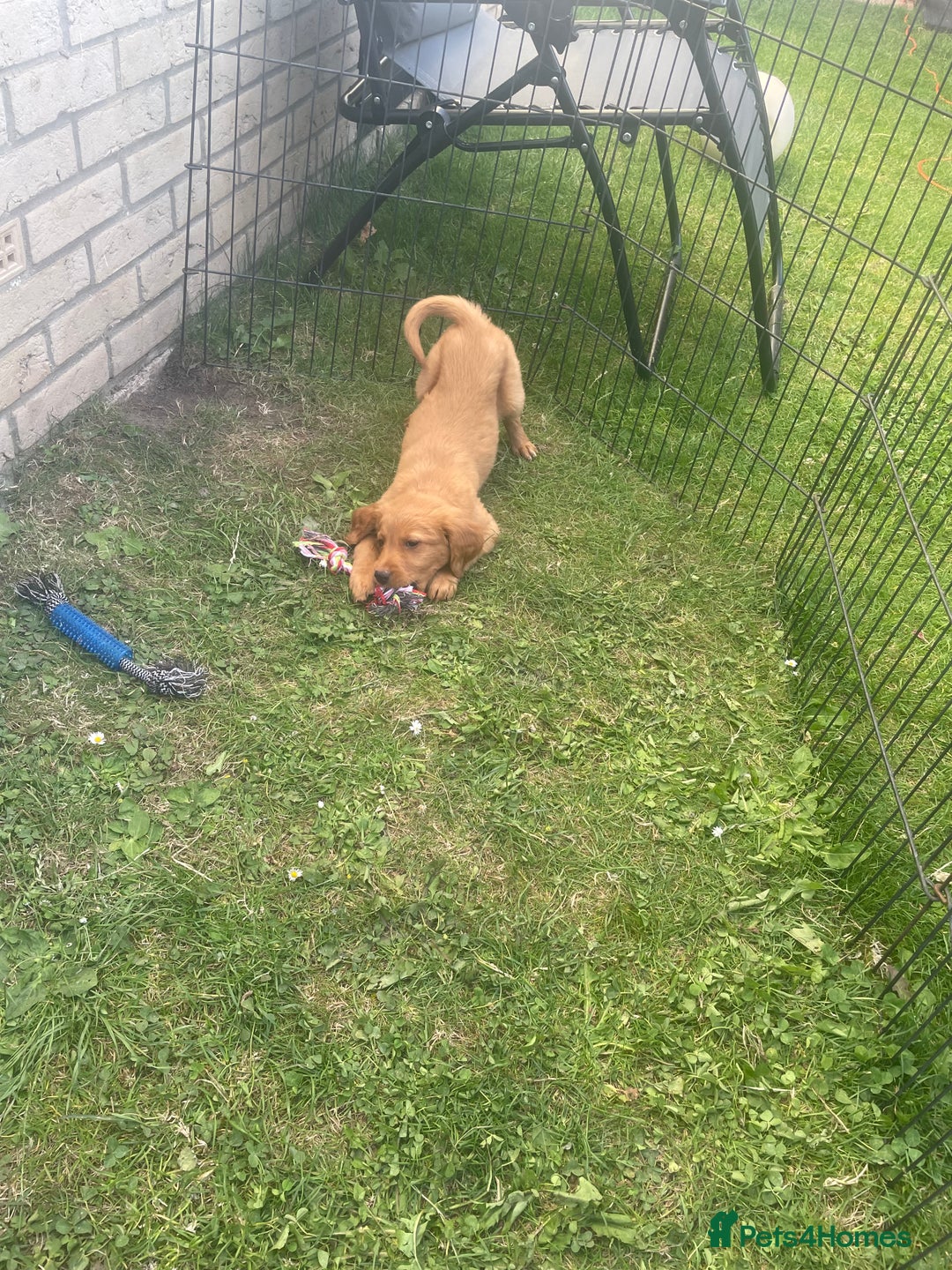 Labrador Retriever dogs for sale: Beautiful fox red lab puppies in Cambridge - Image 16