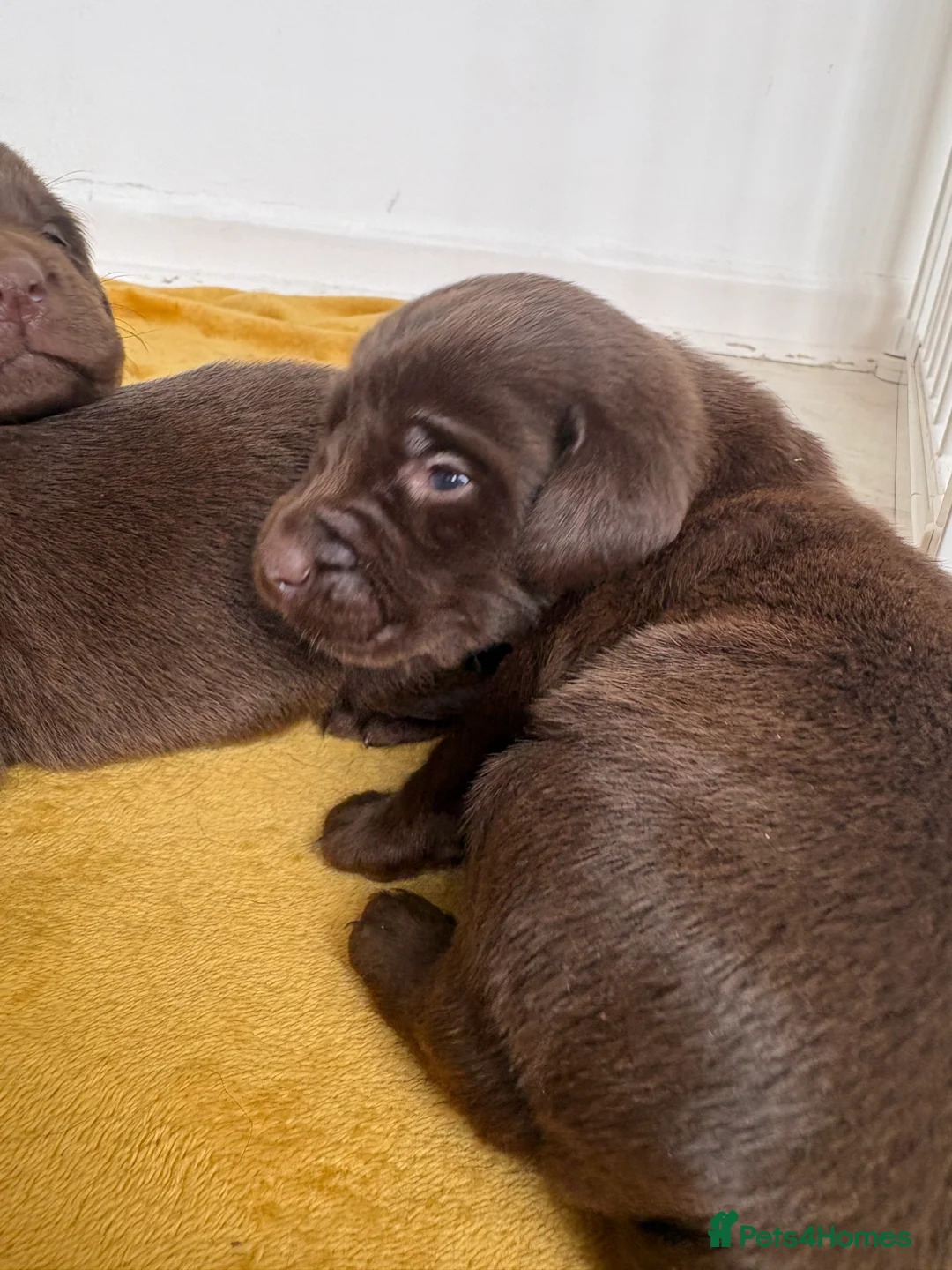 Labrador Retriever dogs for sale: ⭐️Gorgeous Kc Chocolate Labrador Puppies⭐️ - Advert 18