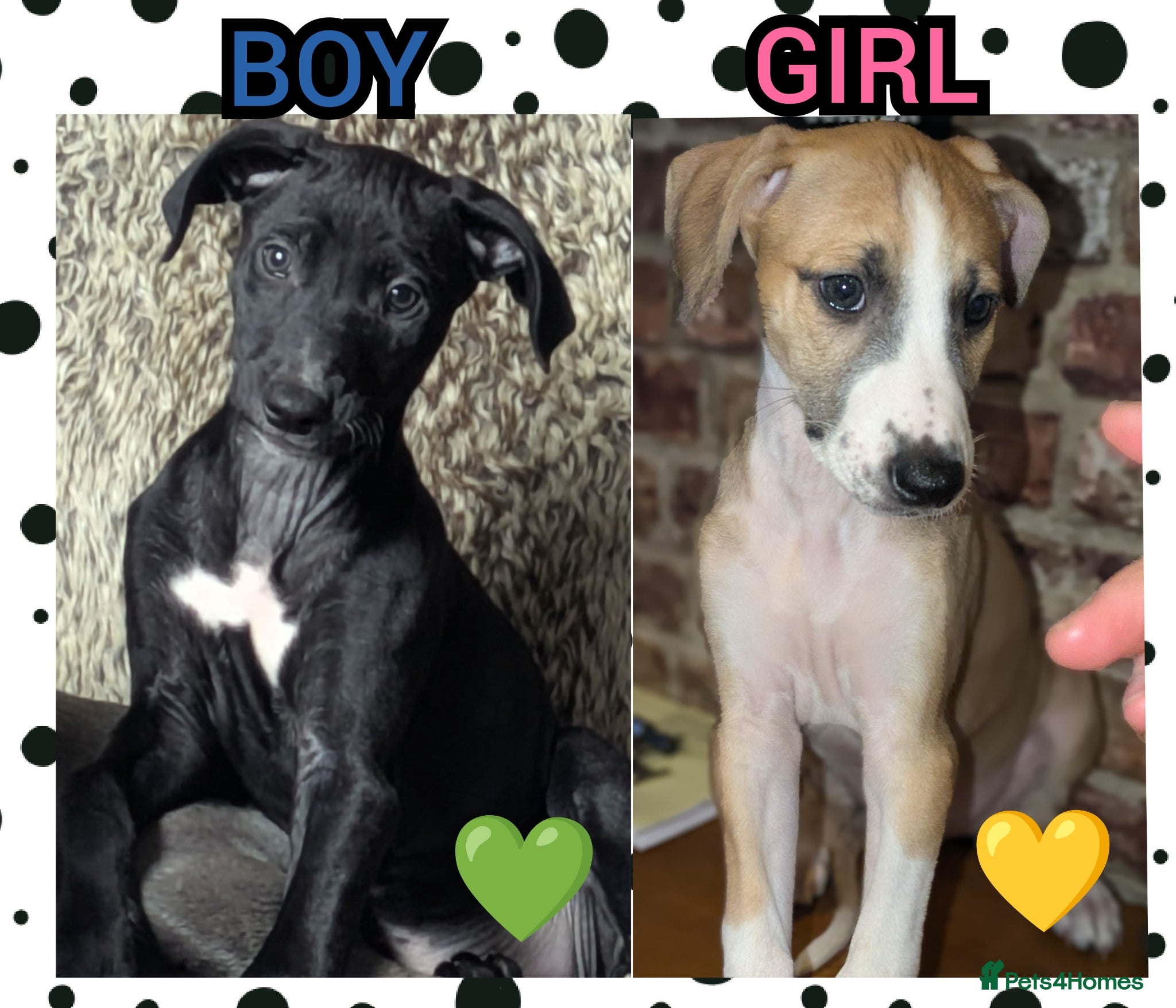 Mixed Breed dogs 2x Beautiful Saluki Whippet- READY NOW 💕 - Advert 5