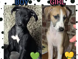 Mixed Breed dogs 2x Beautiful Saluki Whippet- READY NOW 💕 - Advert 5