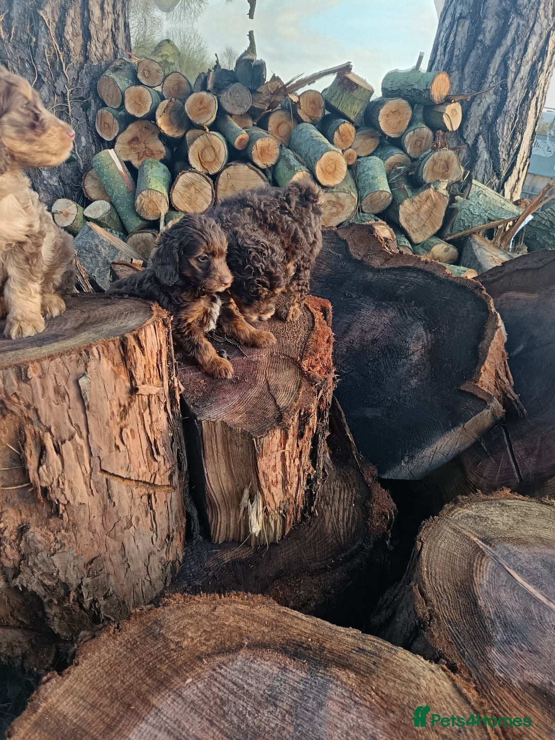 Labradoodle dogs for sale: Mini Labradoodles🐾🌟ready 3/1/26 full vaccine🌟🐾 - Advert 10