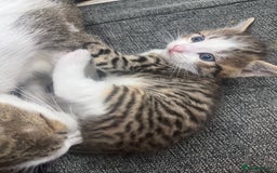 Mixed Breed cats for sale: MIXED TABBY - Image 6