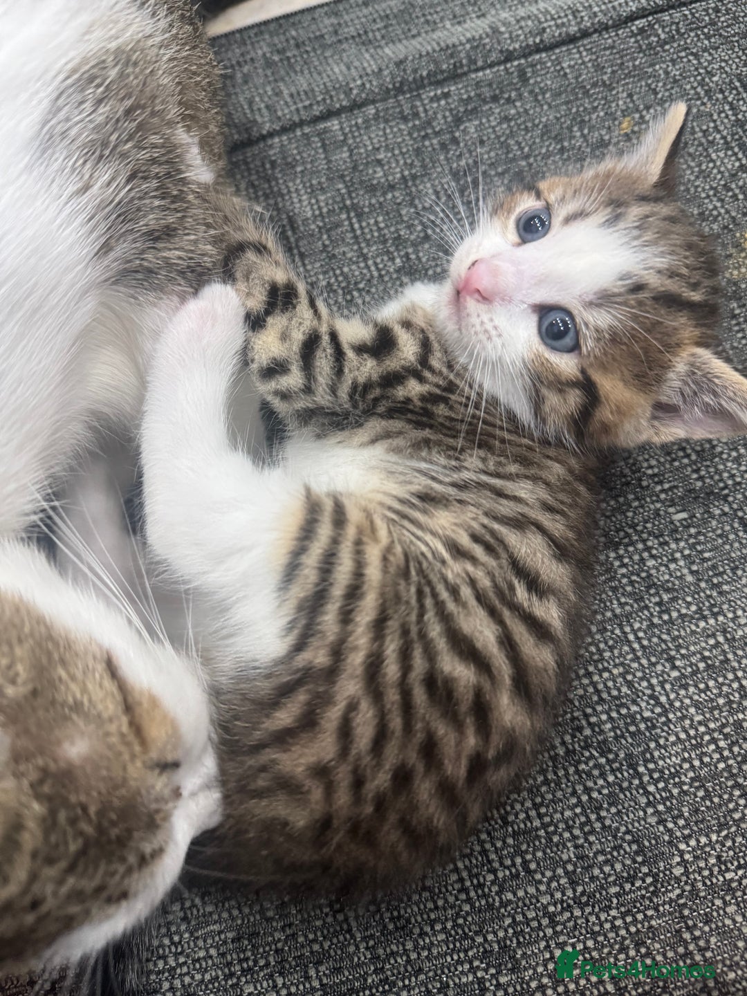 Mixed Breed cats for sale: MIXED TABBY - Image 6