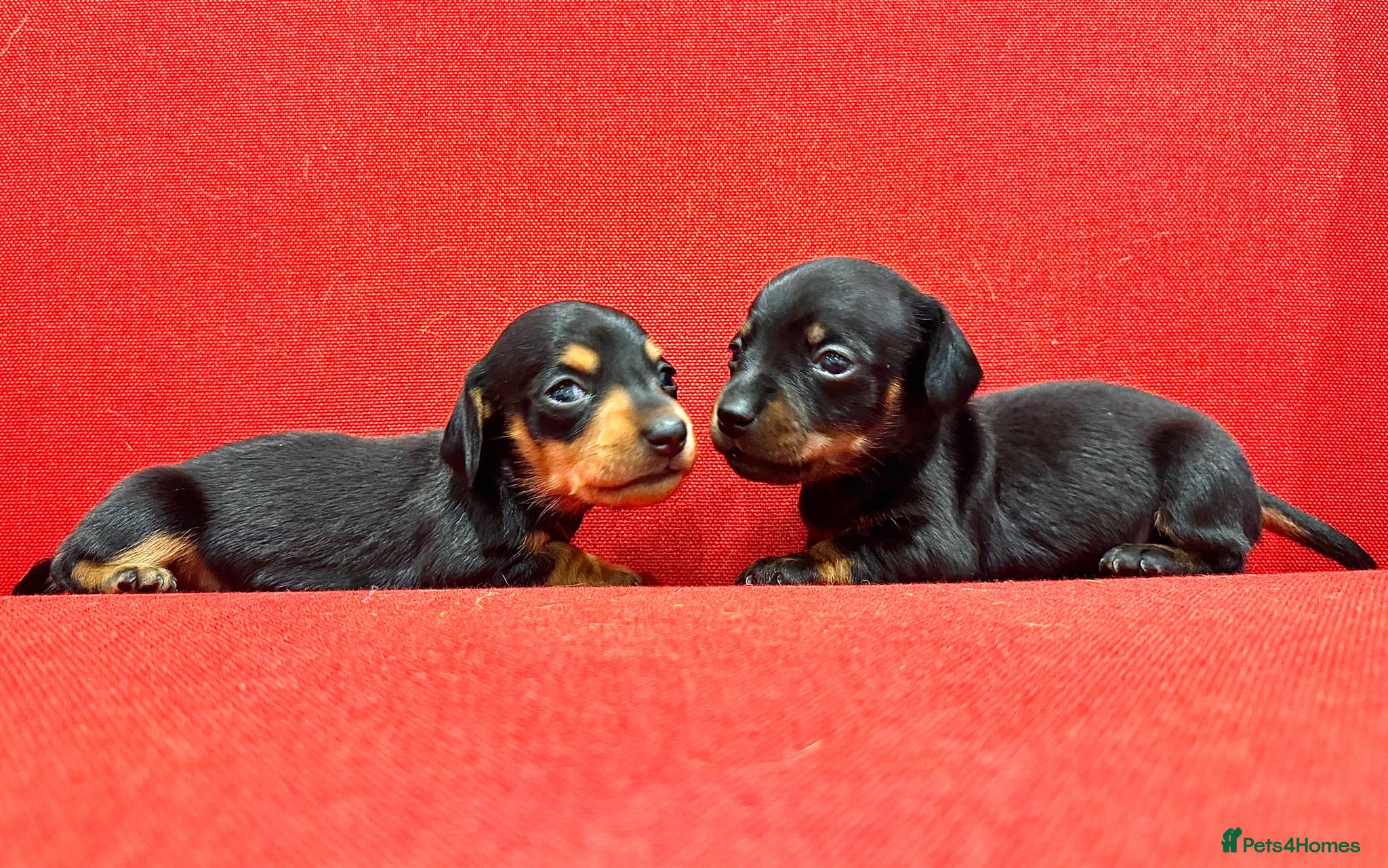 Miniature Dachshund dogs KC Mini black and tan Dachshund puppies  - Advert 1