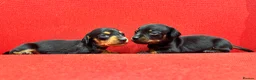 Miniature Dachshund dogs for sale: KC Mini black and tan Dachshund puppies  - Advert 1
