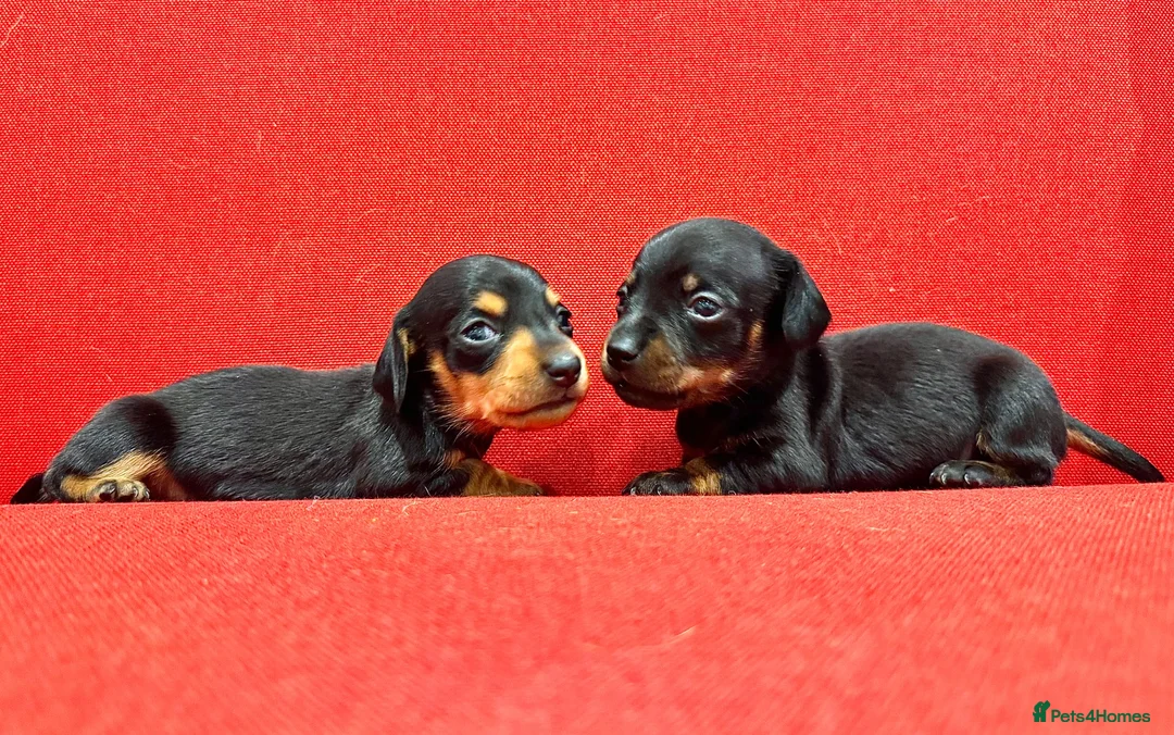 Miniature Dachshund dogs for sale: KC Mini black and tan Dachshund puppies  - Advert 1
