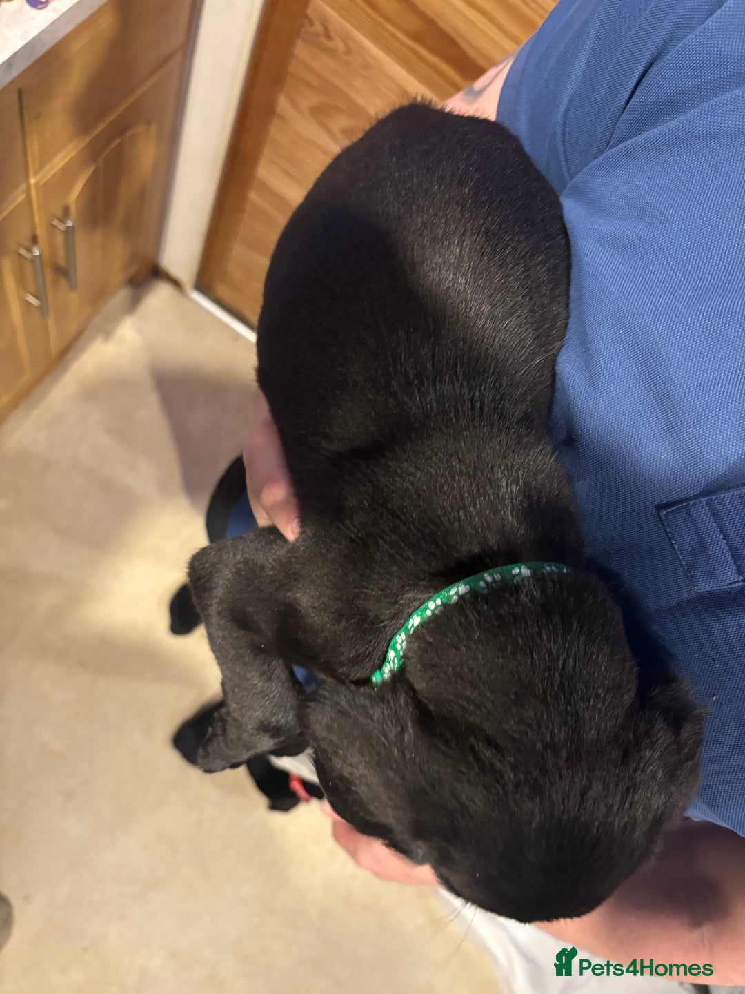 Springador dogs for sale: Springadors  - Advert 11