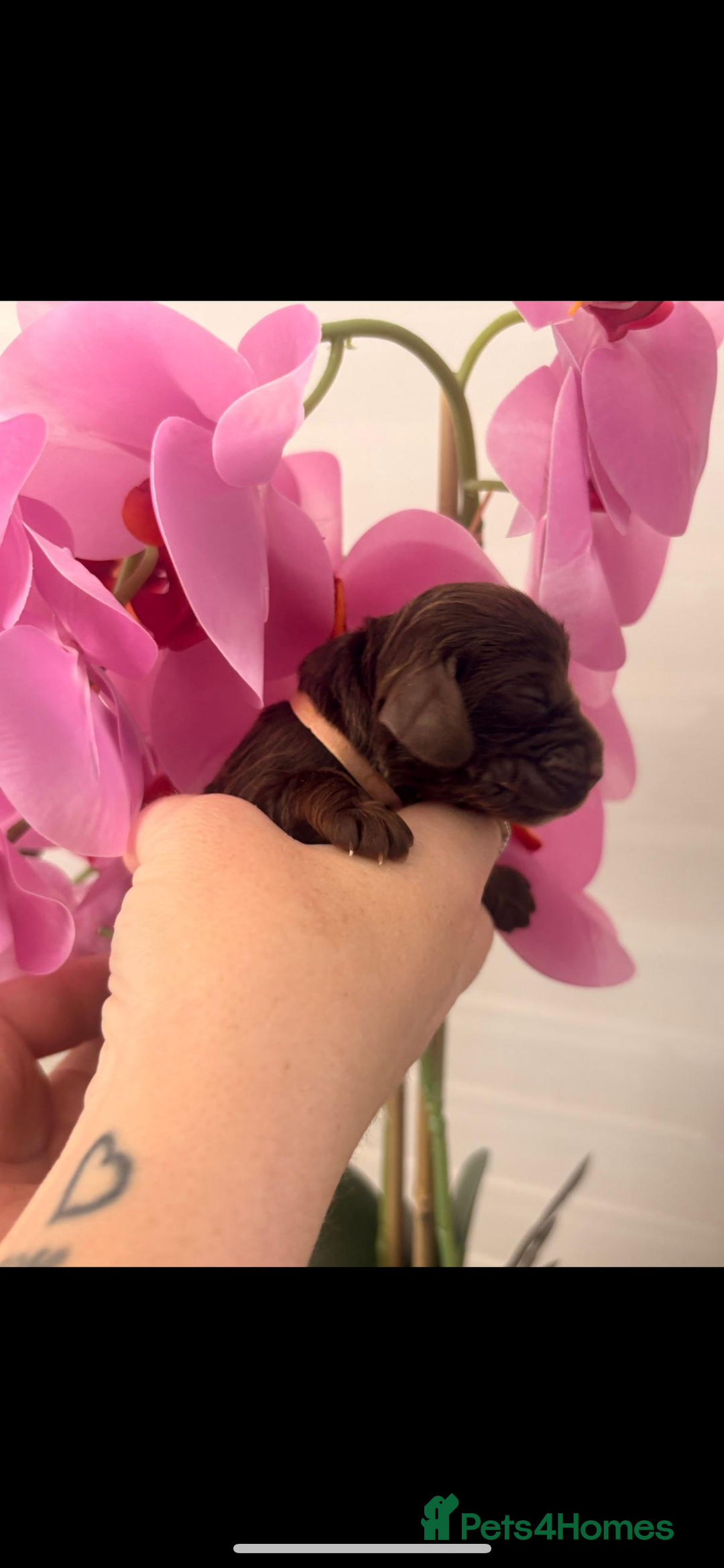 Cocker Spaniel dogs for sale: Stunning litter of show cocker spaniels  - Image 3