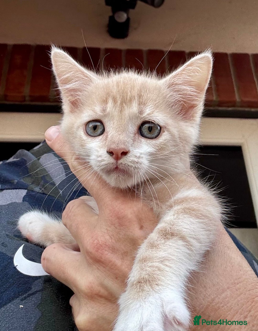 Mixed Breed cats for sale: Persian mix ragdoll - Image 9