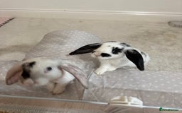 Mini Lop rabbits for sale: Mini lop rabbits for sale  - Image 2