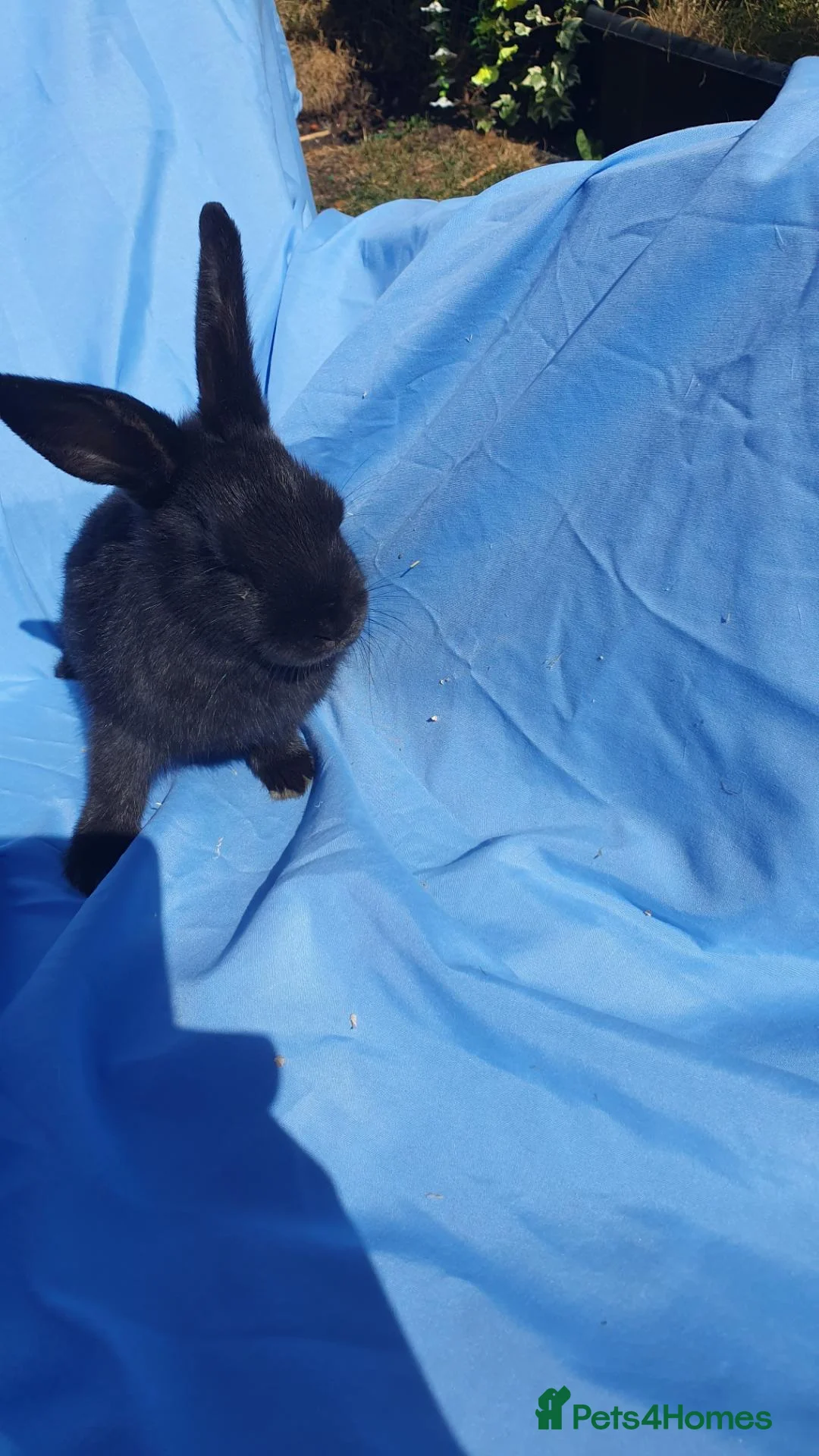 Mixed Breed rabbits for sale: Baby rabbits  - Advert 2