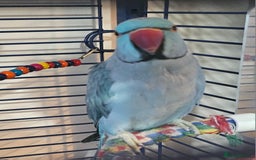 Ringnecks birds for sale: Blue Indian Ringneck Male - Image 2