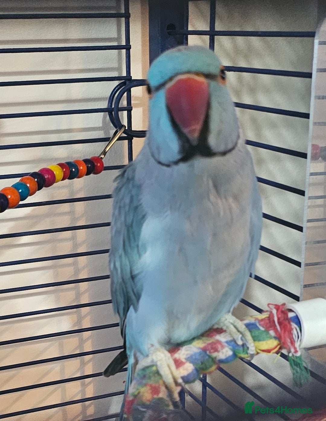 Ringnecks birds for sale: Blue Indian Ringneck Male - Image 2