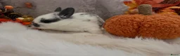 Rex rabbits for sale: Rex x Netherland dwarf  - Advert 4