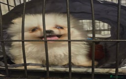 Pomeranian dogs for sale: Pomeranian puppies, 8 wks, white. - Image 2