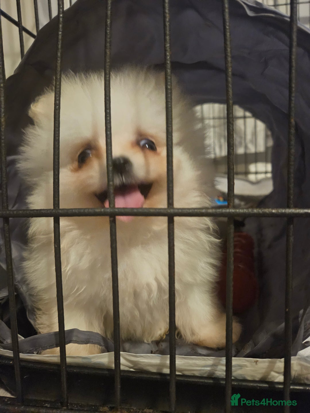 Pomeranian dogs for sale: Pomeranian puppies, 8 wks, white. - Image 2