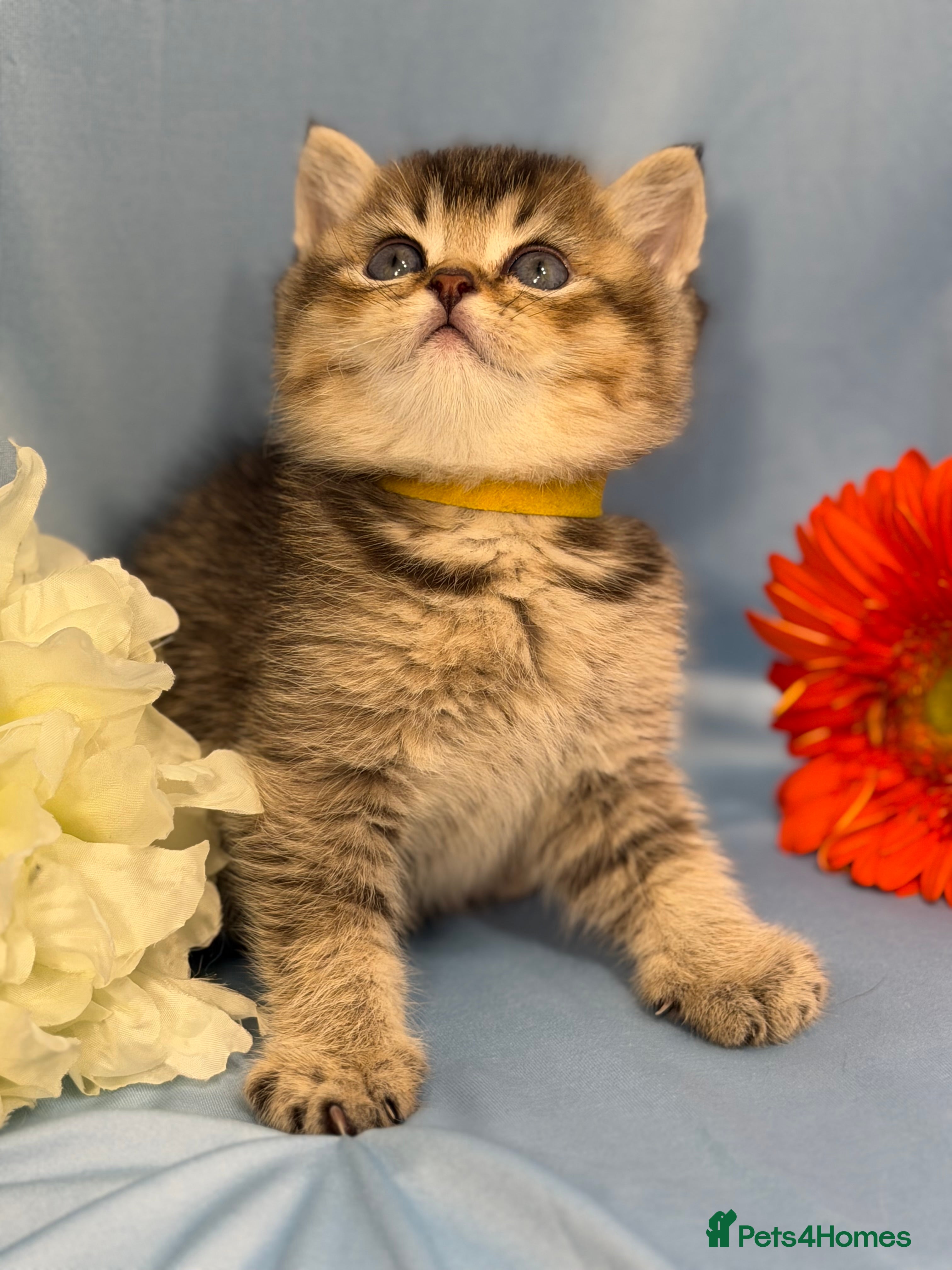 British Longhair cats British Longhair/ shorthair adorable kittens  - Advert 6