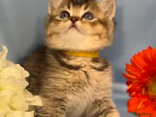 British Longhair cats British Longhair/ shorthair adorable kittens - Advert 6