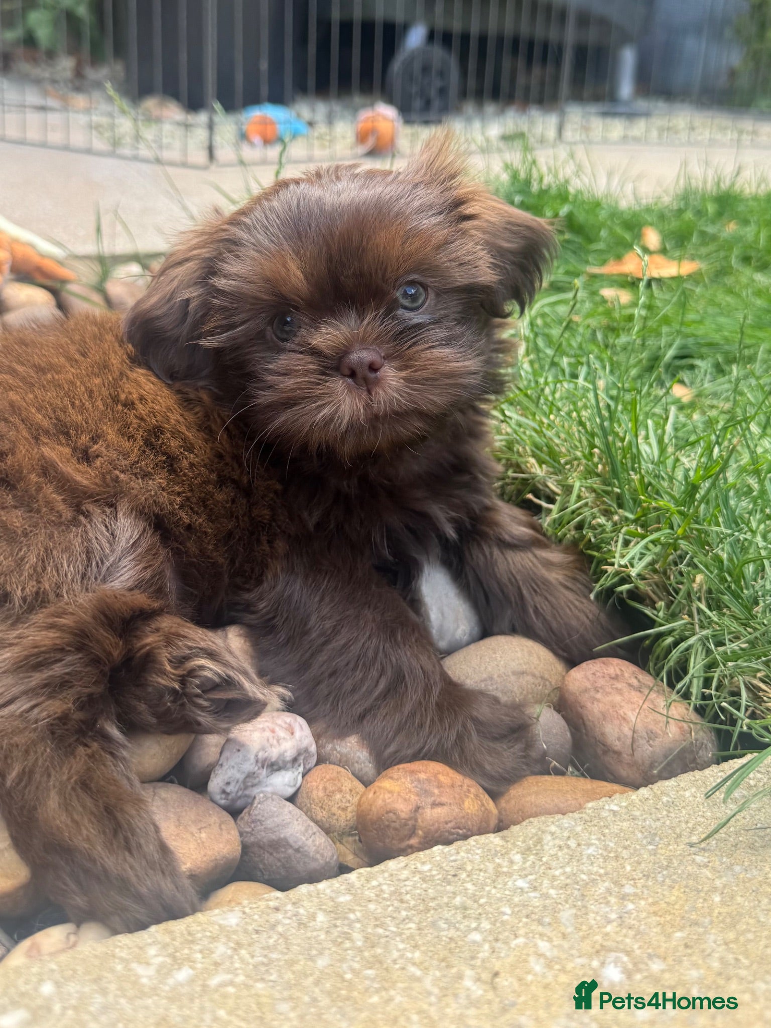 Shih Tzu dogs KC reg Chocolate Boy! Ready to leave!!   - Advert 10