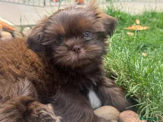 Shih Tzu dogs KC reg Chocolate Boy! Ready to leave!! - Advert 5