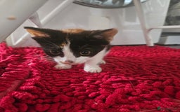 Mixed Breed cats for sale: Ready for new home kittens and 1 year female - Image 5