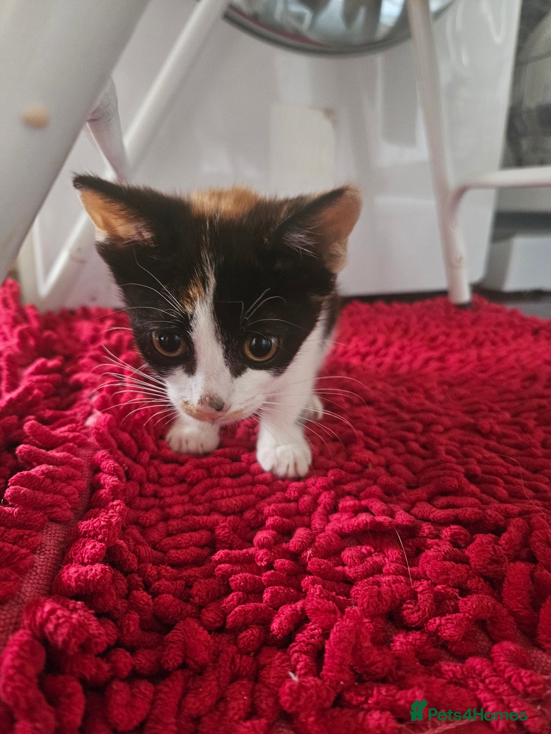Mixed Breed cats for sale: Ready for new home kittens and 1 year female - Image 5