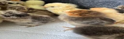 Chickens poultry for sale: Chicks recently hatched Silkies,Buffs & Leghorns  - Advert 3