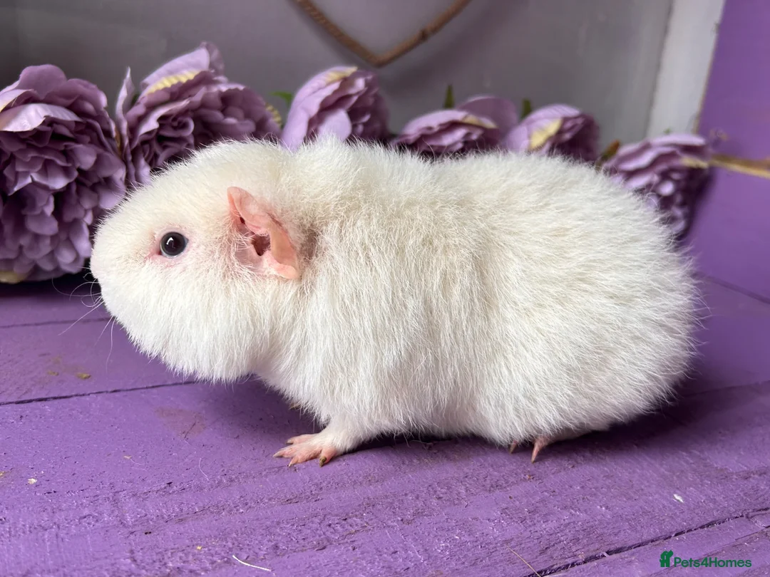 Guinea Pig rodents for sale: Young Pure Bred Teddy Boar - Advert 4