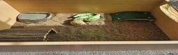 Tortoise reptiles for sale: 🐢 Horsfield Tortoise – Full Setup Included 🏡 in Manchester - Advert 7
