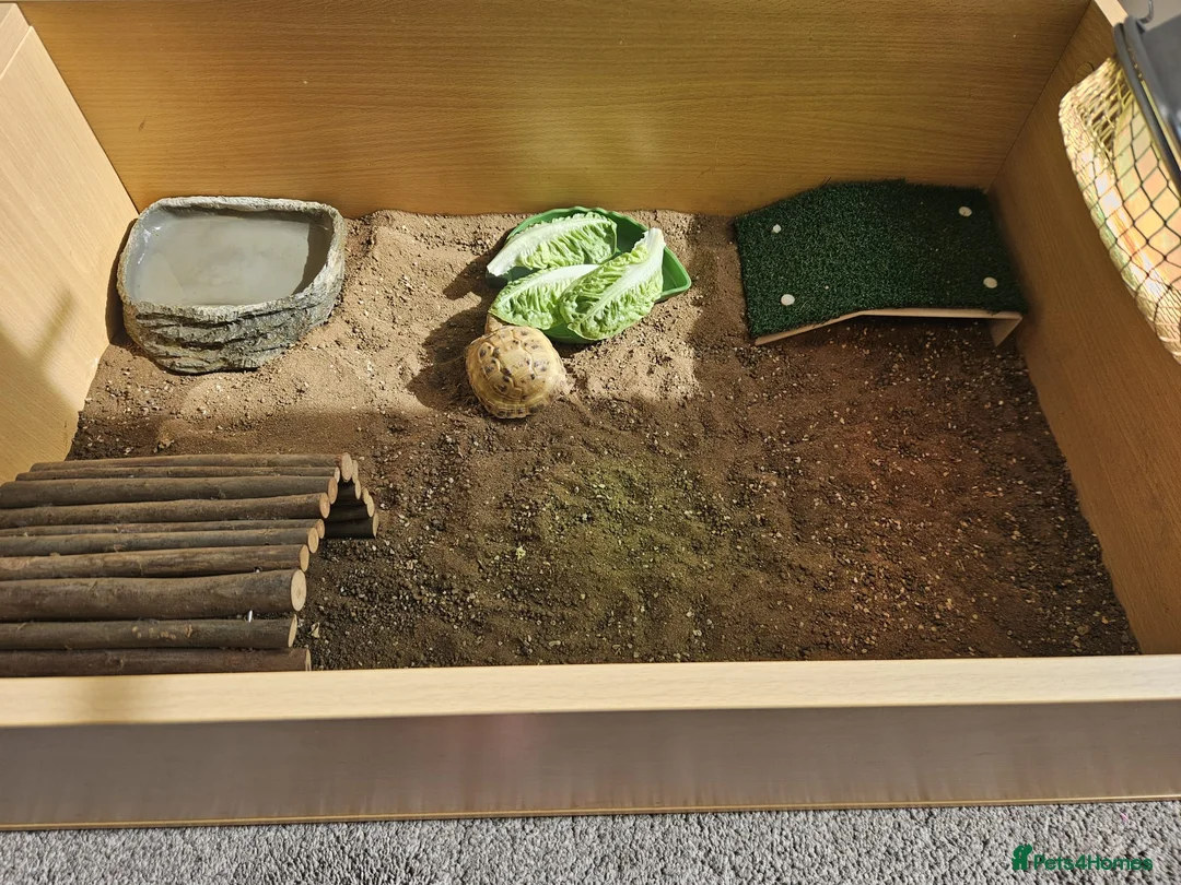 Tortoise reptiles for sale: 🐢 Horsfield Tortoise – Full Setup Included 🏡 in Manchester - Advert 7