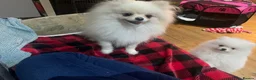 Pomeranian dogs for sale:  **  Pomeranian girl puppy  - Advert 1