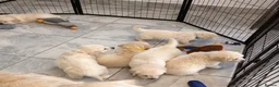 Golden Retriever dogs for sale: Kc registered fully health tested parents  - Advert 18