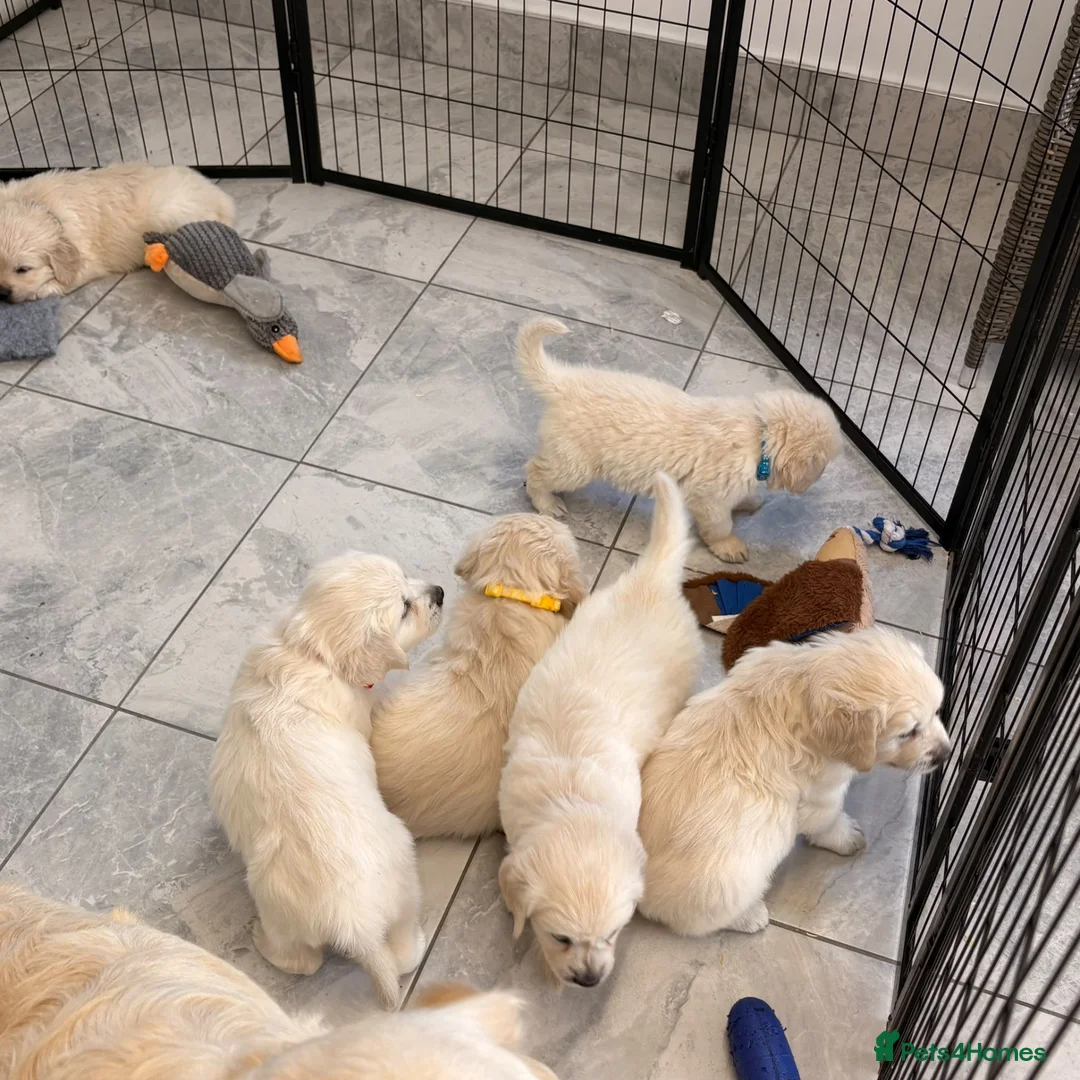 Golden Retriever dogs for sale: Kc registered fully health tested parents  - Advert 18