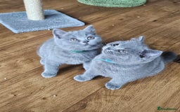 British Shorthair cats for sale: GCCF BSH Blue pedigree kittens for sale - Image 21