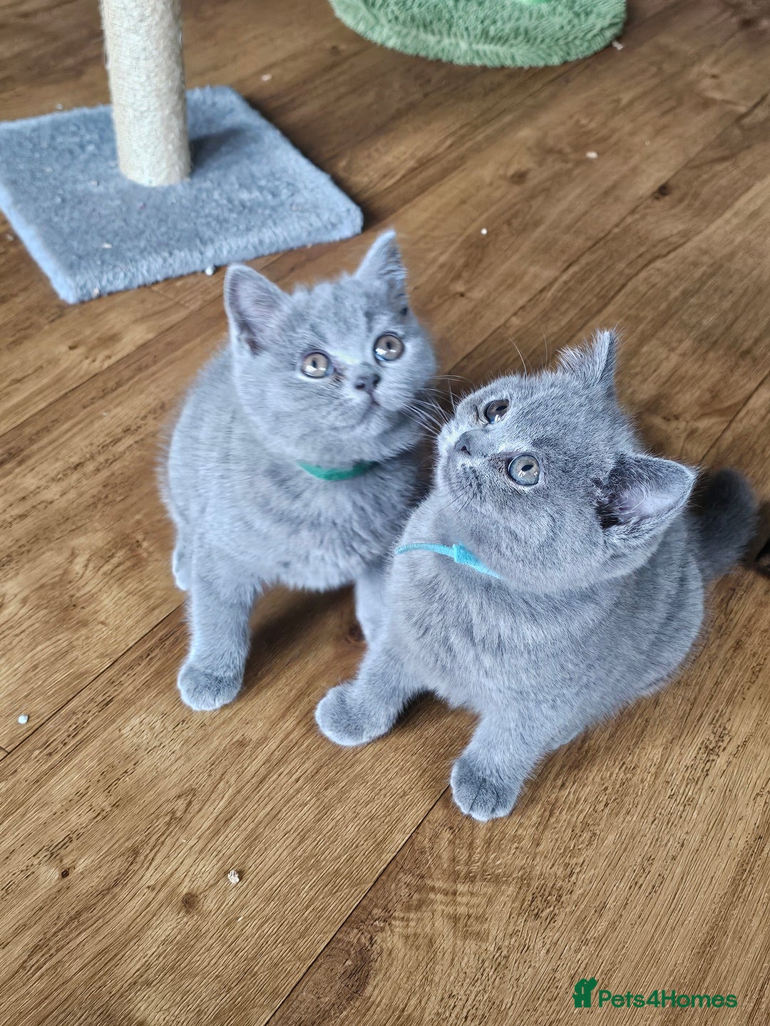 British Shorthair cats for sale: GCCF BSH Blue pedigree kittens for sale - Image 21