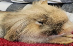 Lionhead rabbits for sale: Female rabbit  - Image 8
