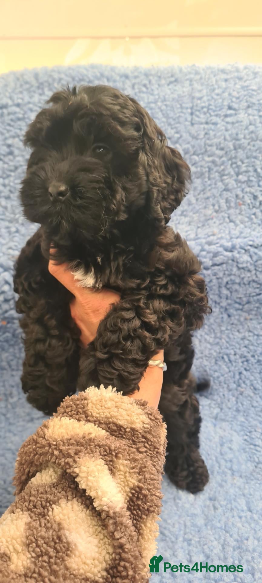 Cockapoo dogs Gorgeous F1 Cockapoos-Ready Now - Advert 1