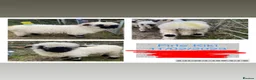 Sheep livestock for sale: 2 pedigree valais ewes and 2 gritstone ewes - Advert 2