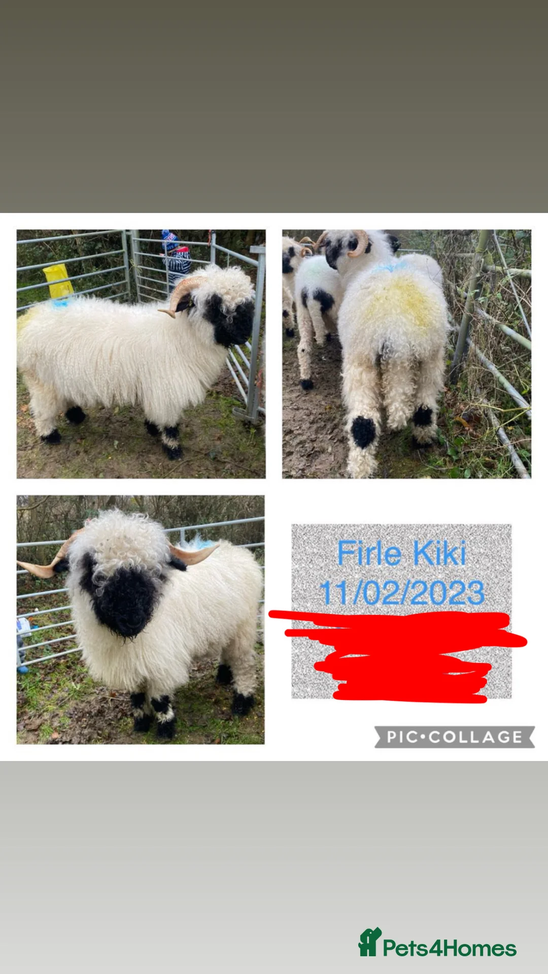 Sheep livestock for sale: 2 pedigree valais ewes and 2 gritstone ewes - Advert 2